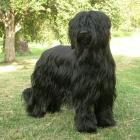 Briard