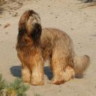 Briard