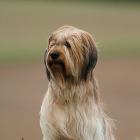 Briard