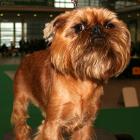 Brüsseler Griffon