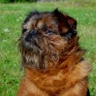 Brüsseler Griffon