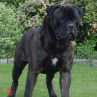 Bullmastiff