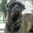 Bullmastiff