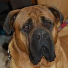 Bullmastiff