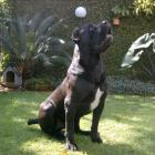 Cane Corso