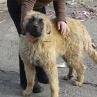 Cão da Serra da Estrela