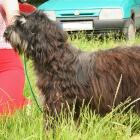 Cão da Serra de Aires