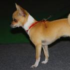 Chihuahua kurzhaarig