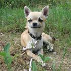 Chihuahua kurzhaarig