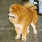 Chow-Chow