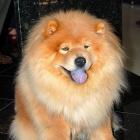 Chow-Chow