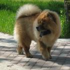 Chow-Chow