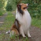 Collie (Langhaar)