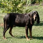 Black and Tan Coonhound