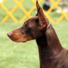 Dobermann