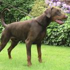 Dobermann