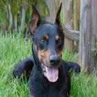 Dobermann