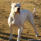 Dogo Argentino