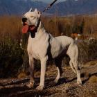 Dogo Argentino