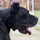 Dogo Canario