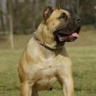 Dogo Canario