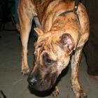 Dogo Canario