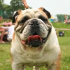 Englische Bulldogge