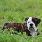 Englische Bulldogge