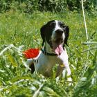 English Pointer