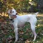 English Pointer