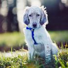 English Setter