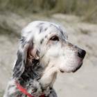 English Setter