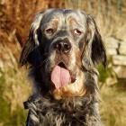 English Setter