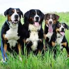 Entlebucher Sennenhund