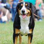 Entlebucher Sennenhund