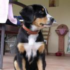 Entlebucher Sennenhund