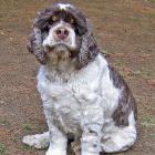 American Cocker Spaniel