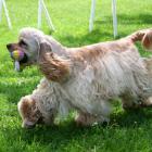 American Cocker Spaniel