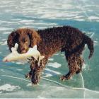 American Water Spaniel