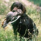 American Water Spaniel