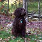 American Water Spaniel