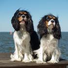 Cavalier King Charles Spaniel