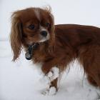 Cavalier King Charles Spaniel