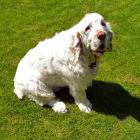 Clumber Spaniel