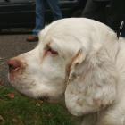 Clumber Spaniel