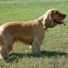 English Cocker Spaniel