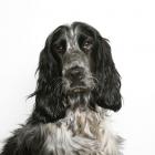 English Cocker Spaniel