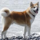 Akita