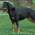 Beauceron