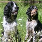 English Springer Spaniel